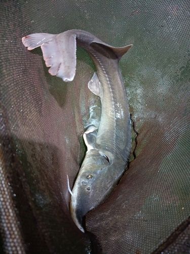 チョウザメの釣果