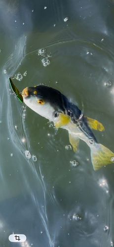 フグの釣果