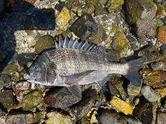 チヌの釣果