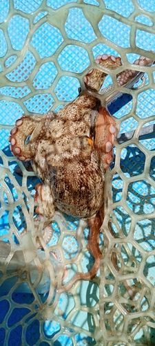 タコの釣果