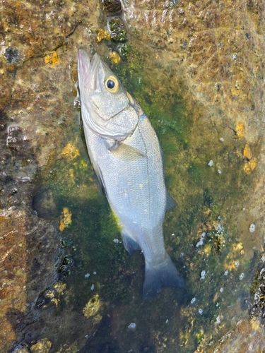 セイゴ（ヒラスズキ）の釣果