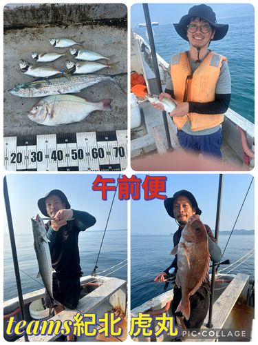 サゴシの釣果