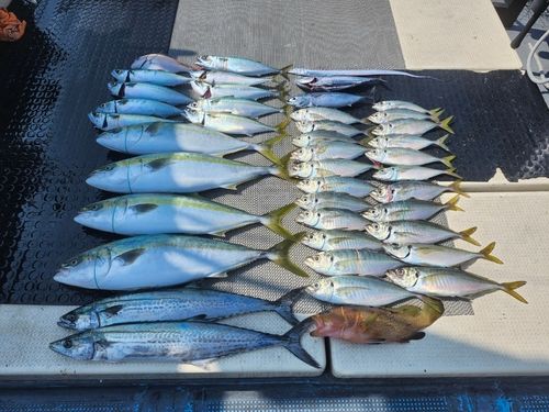 ハマチの釣果