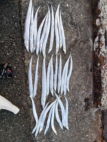 タチウオの釣果
