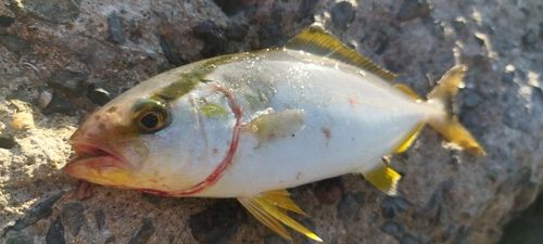 ネリゴの釣果