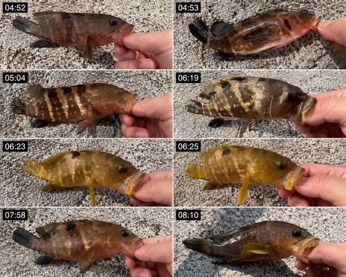 アコウの釣果