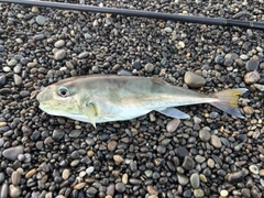 シロサバフグの釣果