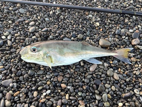シロサバフグの釣果