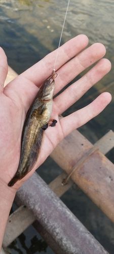 ナマズの釣果