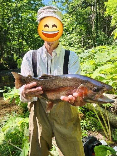 ニジマスの釣果