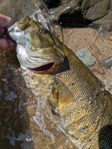 スモールマウスバスの釣果
