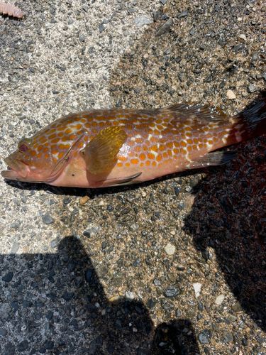 アコウの釣果