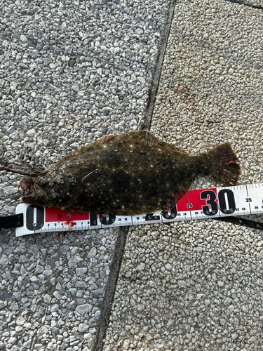 ヒラメの釣果
