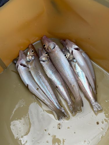 キスの釣果