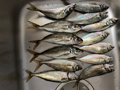 アジの釣果