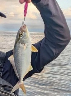 ショゴの釣果