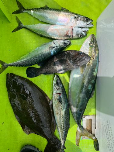 ワラサの釣果