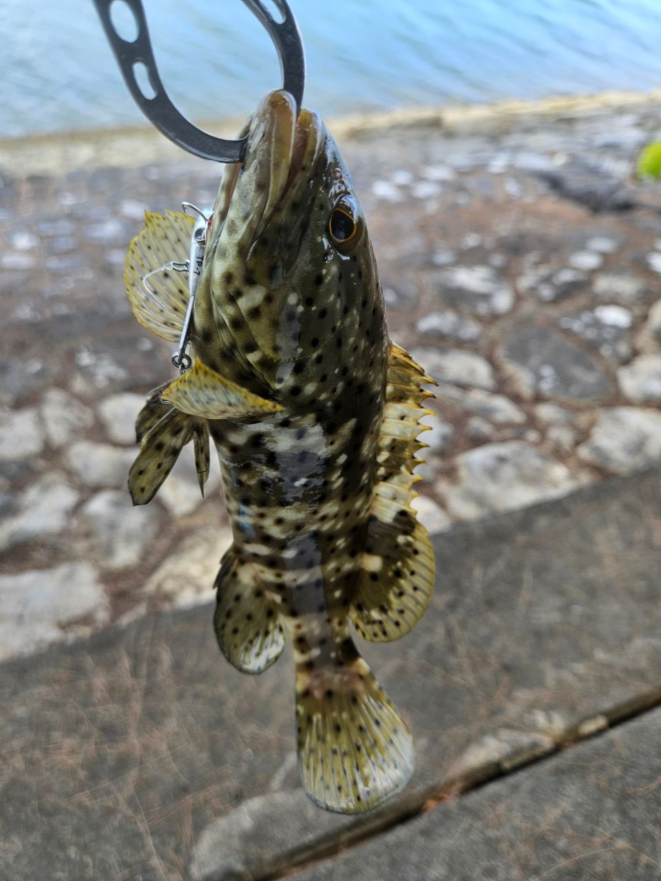 SHIMANO 23ルアーマチック（ソルトルアー推奨モデル） S76MLの最安値