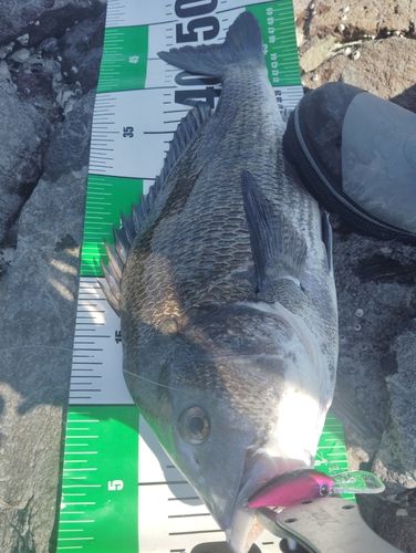チヌの釣果