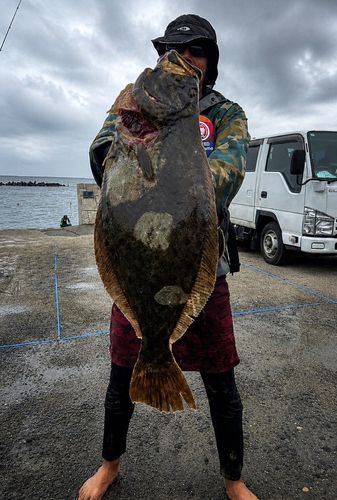 ヒラメの釣果