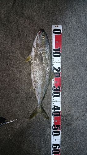 イナダの釣果