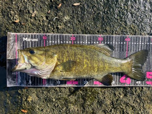スモールマウスバスの釣果