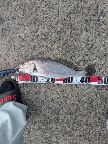 ニベの釣果