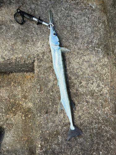 ダツの釣果