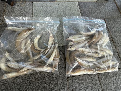 キスの釣果