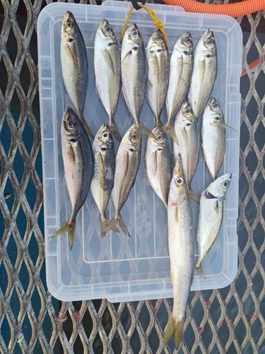 アジの釣果