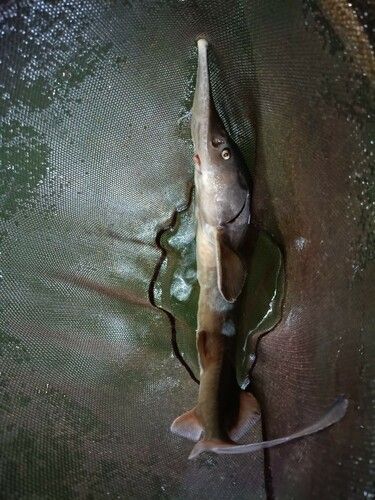 チョウザメの釣果