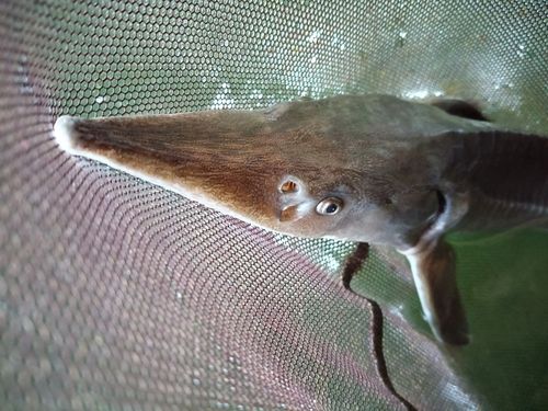 チョウザメの釣果