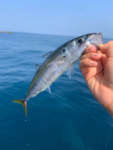 ムロアジの釣果
