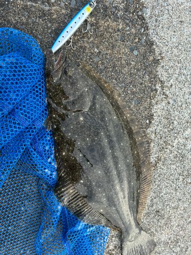 ヒラメの釣果