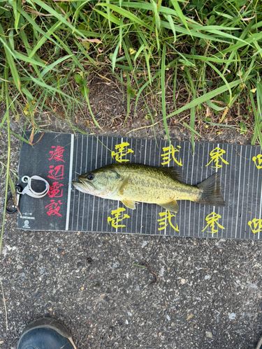 ラージマウスバスの釣果