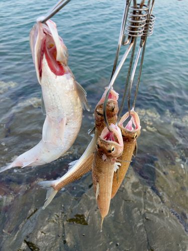 エソの釣果