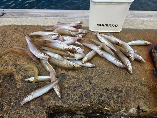 キスの釣果