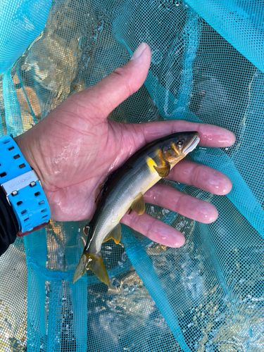アユの釣果