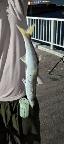 カマスの釣果