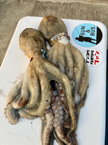 タコの釣果