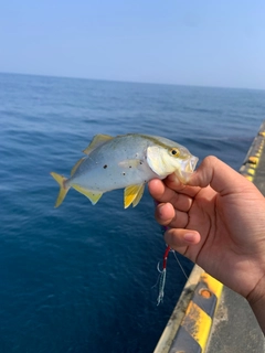 カンパチの釣果