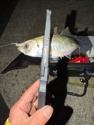 マアジの釣果