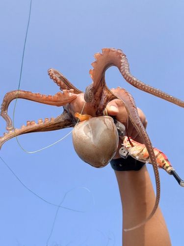 マダコの釣果