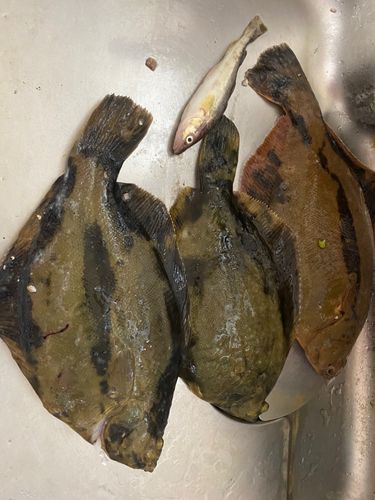 クロガシラガレイの釣果
