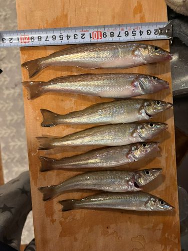 キスの釣果