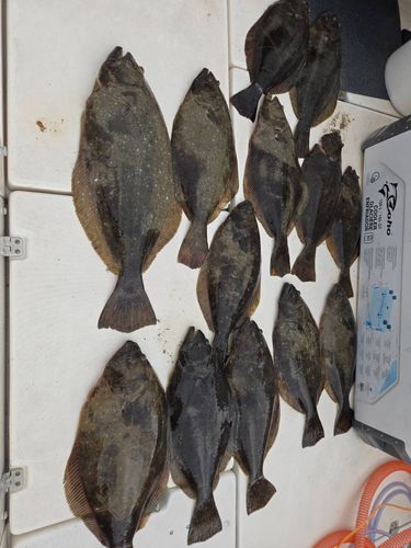 ヒラメの釣果
