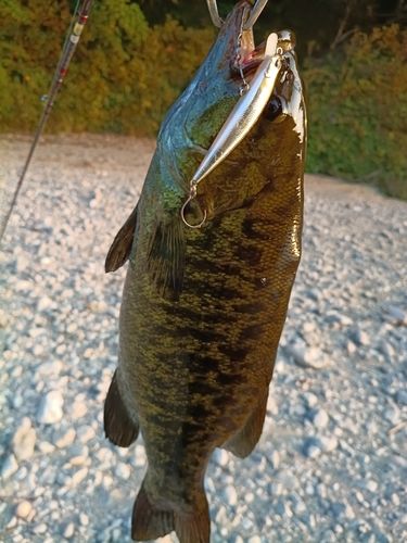スモールマウスバスの釣果