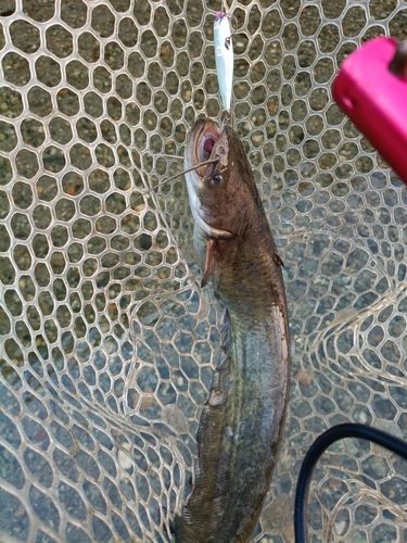 ナマズの釣果