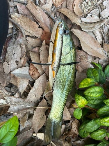 ブラックバスの釣果