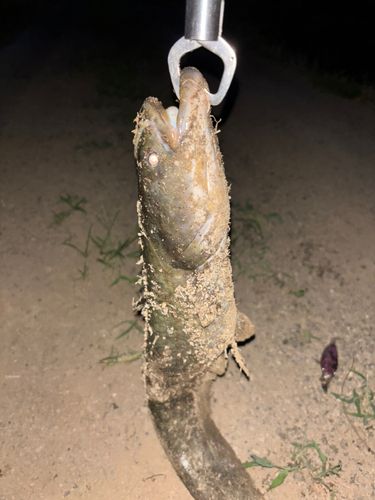 ナマズの釣果